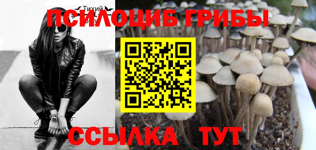 Псилоцибиновые грибы Psilocybe  Вход с VPN  Петропавловск-Камчатский 